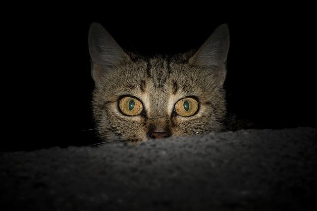 Kedi Kılığına Girmiş Cinler - Korku Hikaye - Cin Vakası